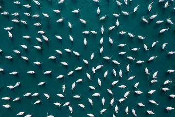 Fotobehang Aerial view of flock of swans © adrianad