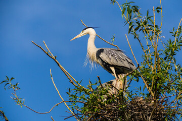 Flying Grey heron