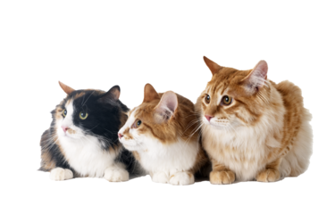 Kurilian Bobtails in studio