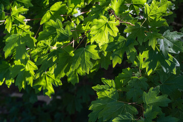 Field maple, Acer Campestre. Young green leaves on tender maple twigs on blurred brown spring background. Nature concept for any design. Soft selective focus
