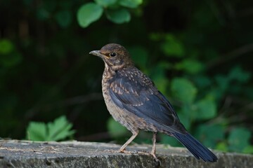 A blackbird female (Turdus merula) by a pond