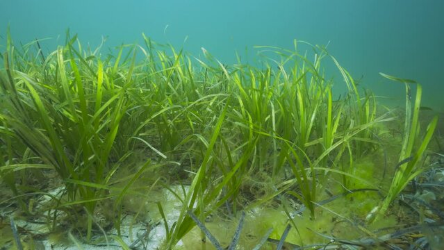 Zostera marina aquatic plant in the Atlantic ocean, eelgrass seagrass, natural underwater scene, Spain, Galicia