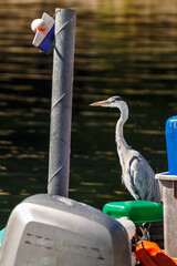 Grey heron in nature
