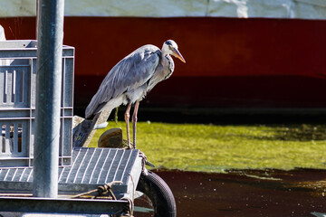 Grey heron in nature