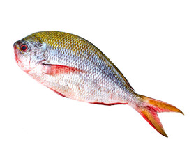Fusilier fish on white background