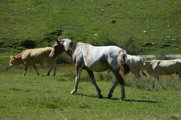 Obraz premium cheval en liberté - Lac d'Estaing