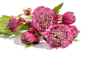 Fototapeta premium On an isolated white background, a floral arrangement of garden Astrantia flowers.