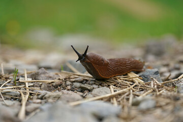 Closeup on a curious large red European slug, Arion rufus on a roadside after rain