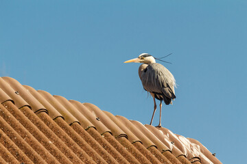 Grey heron in nature