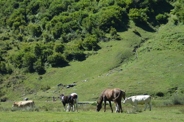 Obraz premium cheval en liberté - Lac d'Estaing