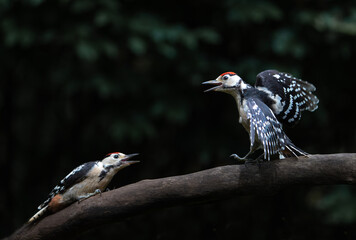 Great spotted woodpecker (Dendrocopos major) fighting in the forest in the Netherlands