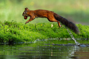 Eurasian red squirrel (Sciurus vulgaris) jumping in the forest of Noord Brabant in the Netherlands - obrazy, fototapety, plakaty