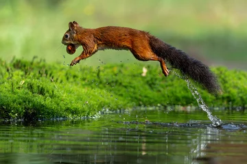 Fotobehang Eurasian red squirrel (Sciurus vulgaris) jumping in the forest of Noord Brabant in the Netherlands © henk bogaard