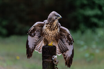 Common Buzzard (Buteo buteo) sarching for food in the forest of Noord Brabant in the Netherlands.  Green forest background