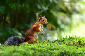 Eurasian red squirrel (Sciurus vulgaris) searching for food in the forest of Noord Brabant in the Netherlands