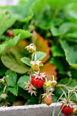 strawberry bush in the garden with green leaves and red berries