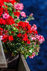 Closeup of colorful flower