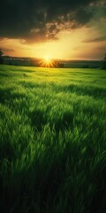 Beautiful backlit green field at sunset