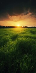 Obraz na płótnie Canvas Beautiful backlit green field at sunset