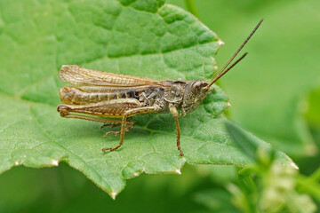 Closeup on the brownb upland field grasshopper, Chorthippus apricarius sitting on a green leaf