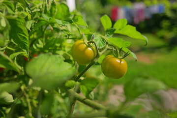small tomatoes on a bush. cherry tomatoes. bunches of tomatoes. home garden. growing organic food.