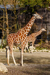 Two giraffe in a zoo enclosure