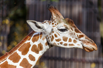 Close up head portrait of a giraffe