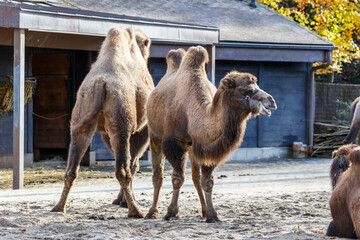 Group of bactrian camels in a zoo