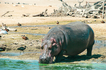 A large gray hippopotamus is in its habitat, drinking water near a reservoir. Safari around the desert sands and birds. The wild nature.