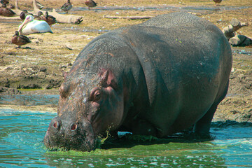 A large adult hippopotamus is in its natural environment, drinking water near a reservoir. All around the desert is sand and mud.