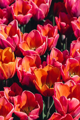 Pink Tulip flowers blooming in the garden field landscape. Beautiful spring garden with many red tulips outdoors. Blooming floral park in sunrise light. Stripped tulips growing in flourish meadow