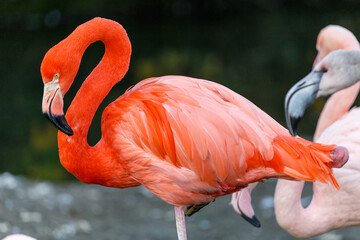 Flock of pink flamingos in wetlands