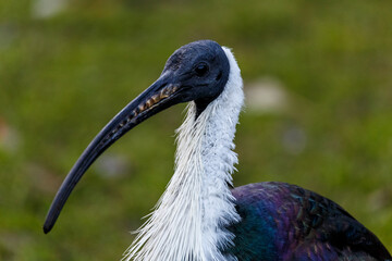 Close up of colorful bird with blue feathers
