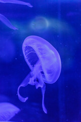blue jelyfishes