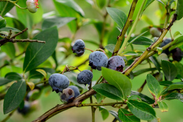 Ripe bilberries on the branches of a bush in the garden