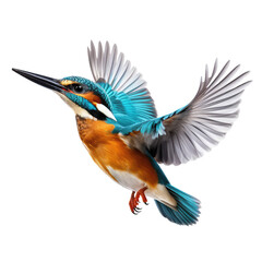 Obraz premium kingfisher flying isolated on white