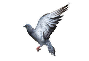 Action scene of rock pigeon flying in the air. Transparent background PNG file.