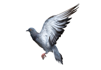 Action scene of rock pigeon flying in the air. Transparent background PNG file.