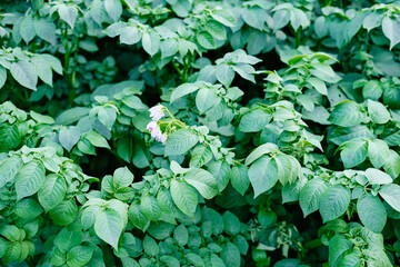 Potato plants with flowers on a farm 