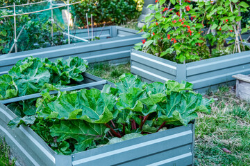 Cabbage, pepper, tomatoes, vegetables growing on flower bed on a farm 