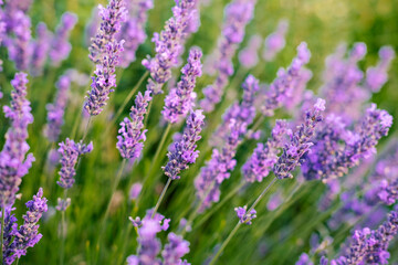 Lavender flowers field, close up picture of purple flowers 