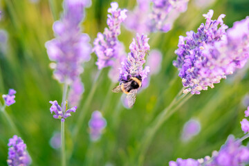 A bee on a lavender flower 