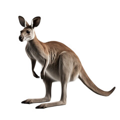 Kangaroo isolated on transparent background 