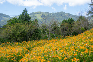 Orange daylily flower field in Taimali Kinchen Mountain in Taitung of Taiwan