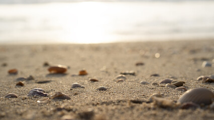 Sandy beach with shells in the sunlight close-up.