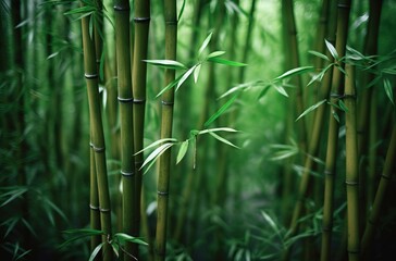 Green bamboo forest with sunlight in the morning. Shallow depth of field.