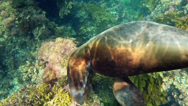 Sea Lion Encounter In Jurien Bay, Western Australia.