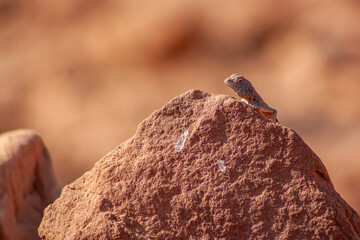 Lézard bleu à Pétra