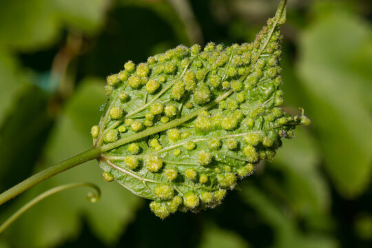 Grape leaf aphid phylloxera (Dactylosphaera vitifoliae)