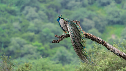 Indian peafowl (Pavo cristatus) perched on a branch